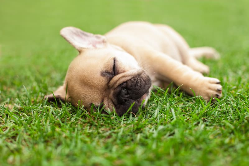 Your Dog And Your Lawn