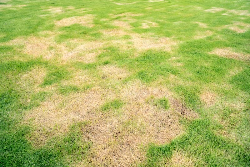 Recognizing Signs Of Drought
