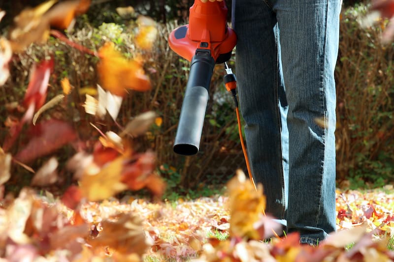 Leaf Removal