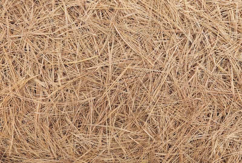 Pinestraw Installation