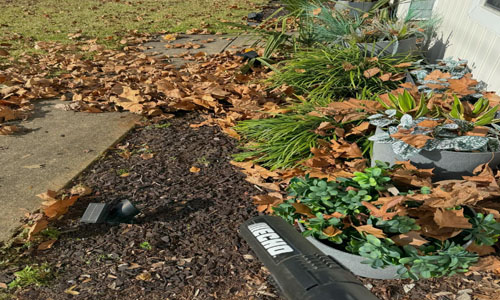Leaf Removal